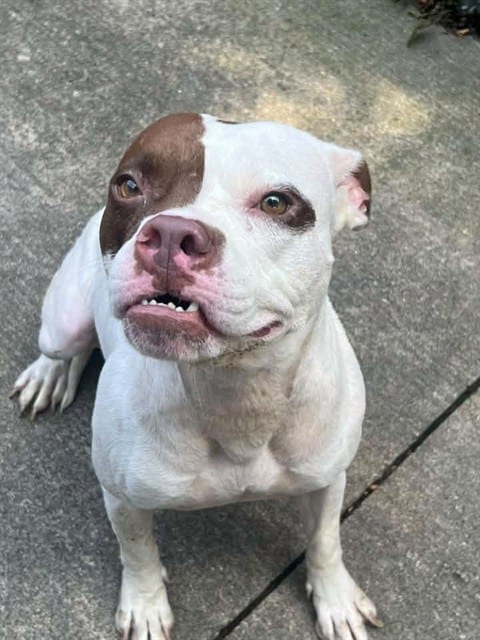 Photo of Aislynn, adoptable American Pit Bull Terrier mix in Chicago, Illinois