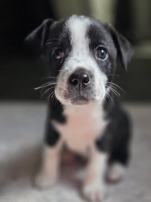 Photo of Ande, adoptable Labrador Retriever in The Woodlands, Texas