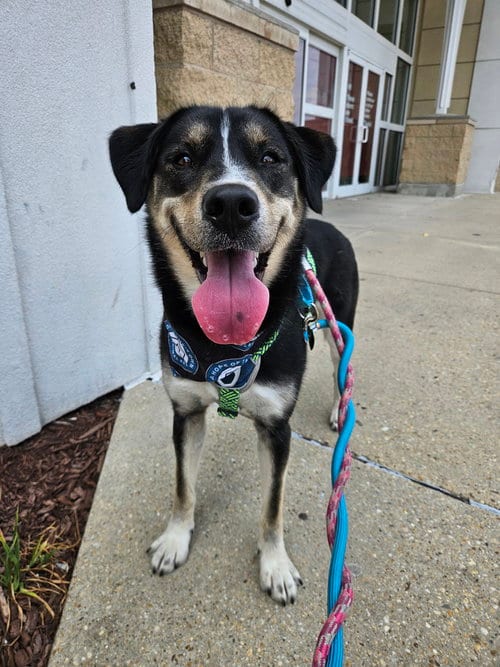 Photo of Honeysuckle, adoptable German Shepherd Dog in Silver Spring, Maryland