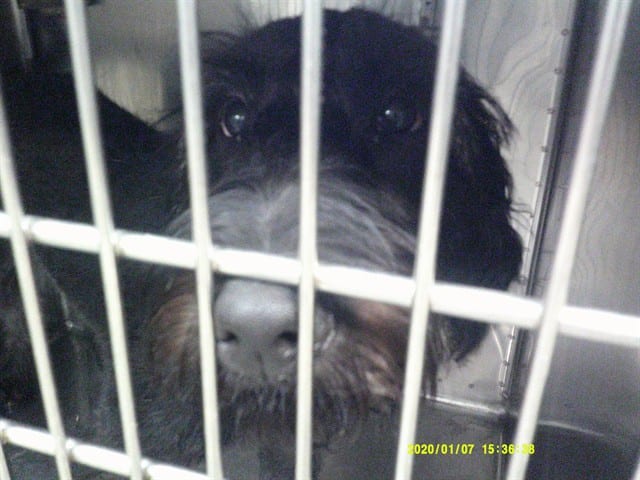 Photo of Senior Poodle - Standard and Labrador Retriever, adoptable Poodle - Standard and Labrador Retriever in Oklahoma City, Oklahoma