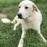 Photo of Frost, adoptable Great Pyrenees in Enfield, Connecticut