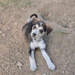 Photo of Elowen AL, adoptable Husky Mixed Breed (Medium) in Rosemont, Illinois