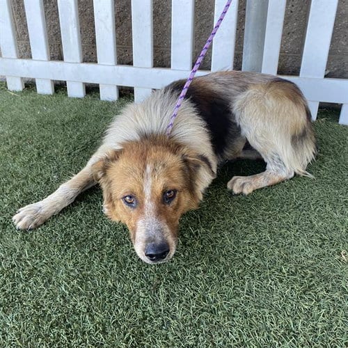 Photo of A615316, adoptable Australian Shepherd in Modesto, California