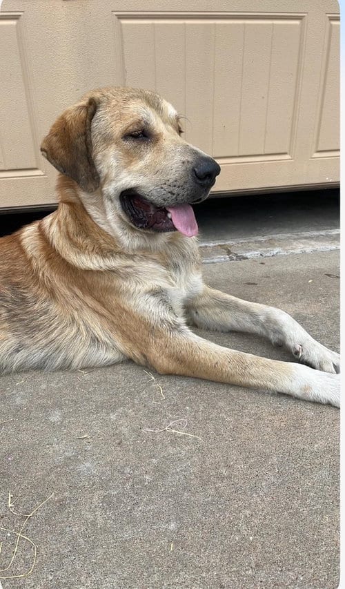 Photo of Duke, adoptable Anatolian Shepherd in Claremore, Oklahoma