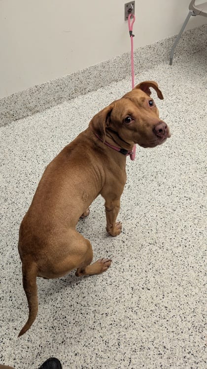 Photo of Hardy, adoptable dog in Atlanta, Georgia