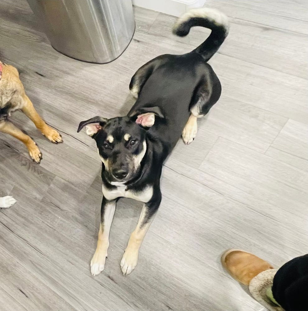 Photo of Tytan, adoptable Labrador Retriever in Dana Point, California