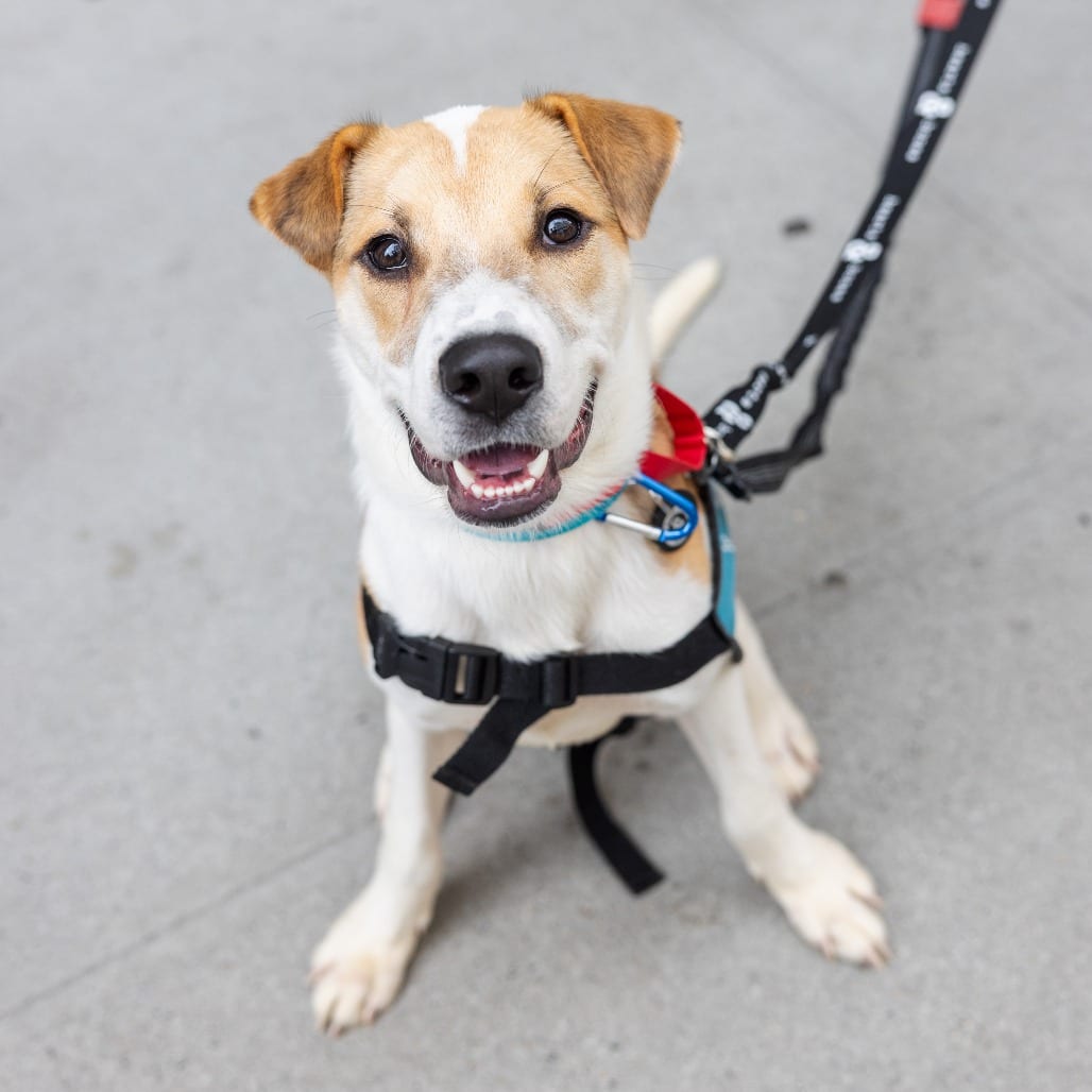 Photo of Chief, adoptable Retriever