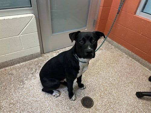 Photo of Ditto, adoptable Labrador Retriever in Pueblo, Colorado