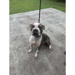 Photo of Iggy, adoptable Terrier (Unknown Type, Medium) in Doral, Florida