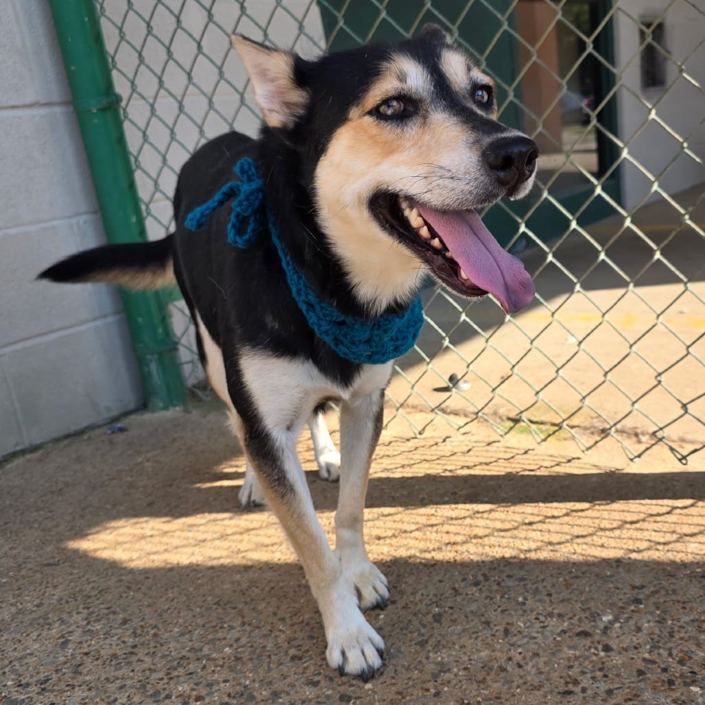 Photo of Pippa, adoptable Mixed Breed (Medium) in Corinth, Mississippi