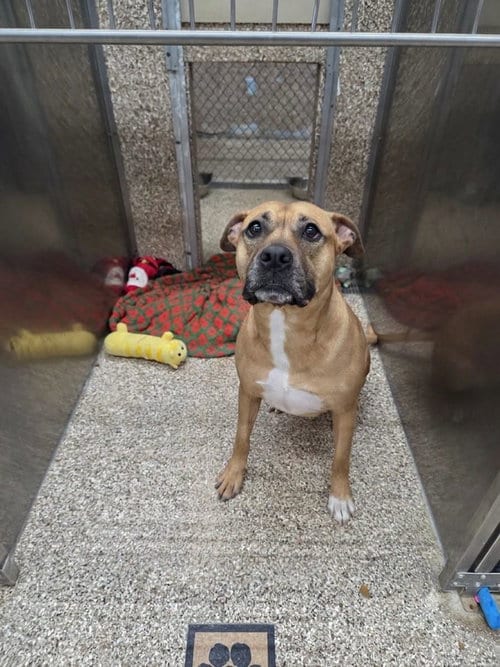 Photo of Lotus, adoptable Pit Bull Terrier in Martinsburg, West Virginia
