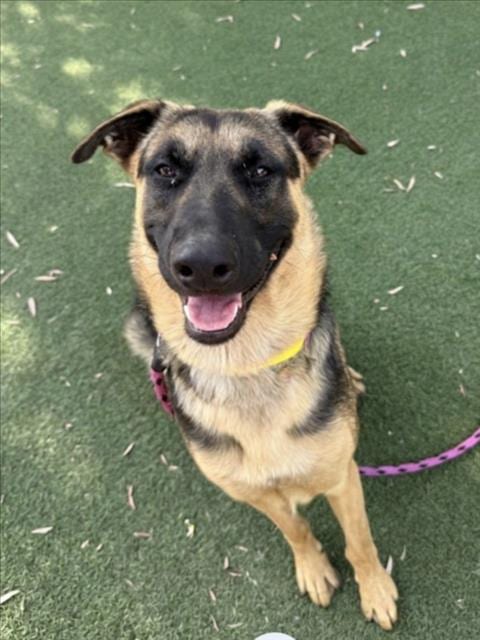 Photo of Toffee, adoptable German Shepherd Dog in San Pedro, California