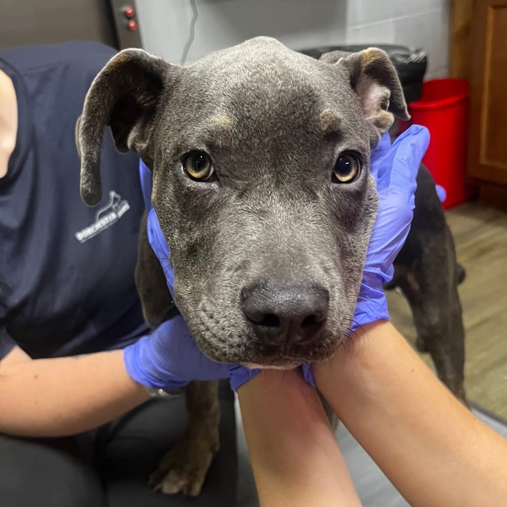 Photo of Rex, adoptable Mixed Breed (Medium) in Summerville, South Carolina