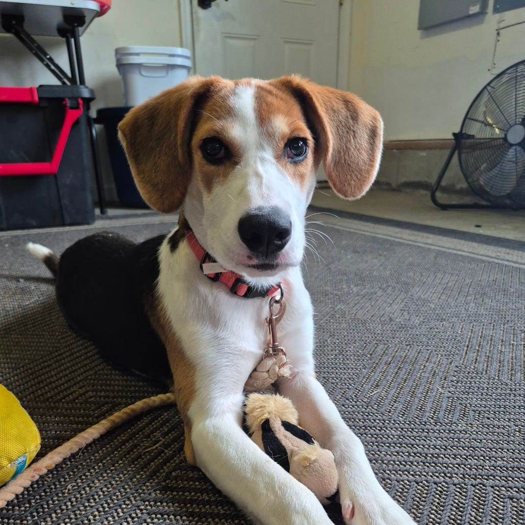 Photo of Delilah, adoptable Beagle in Fairfax Station, Virginia