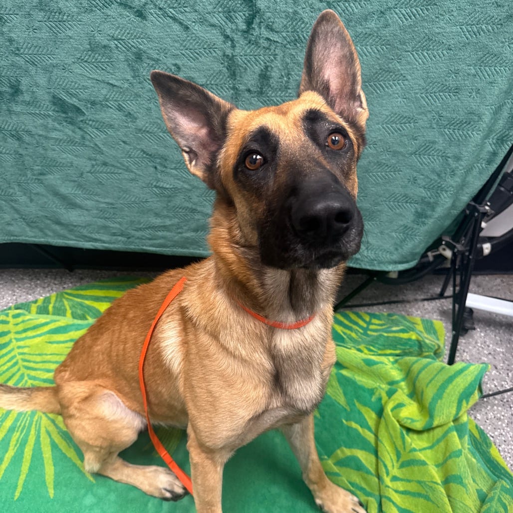 Photo of Cruz, adoptable Malinois, Belgian in Henderson, Nevada