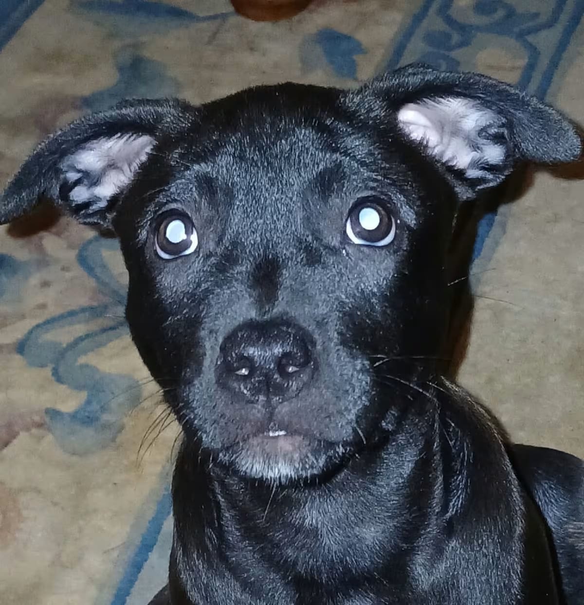 Photo of Xena, adoptable Belgian Malinois Mixed Breed (Medium) in Overland Park, Kansas
