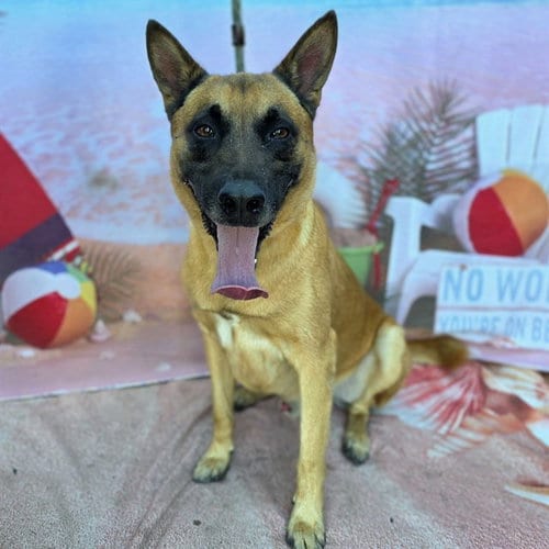 Photo of Jett, adoptable German Shepherd Dog in Long Beach, California