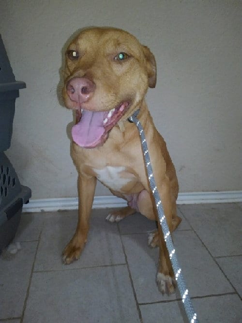 Photo of Tex, adoptable Terrier in San Antonio, Texas