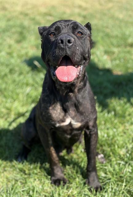 Photo of Delta, adoptable Cane Corso Mastiff in Fairfield, California