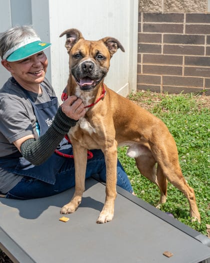 Photo of Gardoon, adoptable dog in Chamblee, Georgia