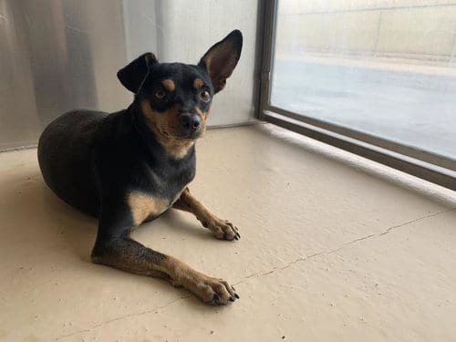 Photo of A1938706, adoptable Chihuahua in Thousand Palms, California