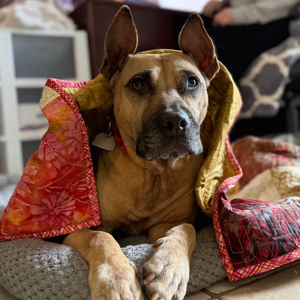Photo of Deedee, adoptable Mixed Breed (Medium) in Chattanooga, Tennessee