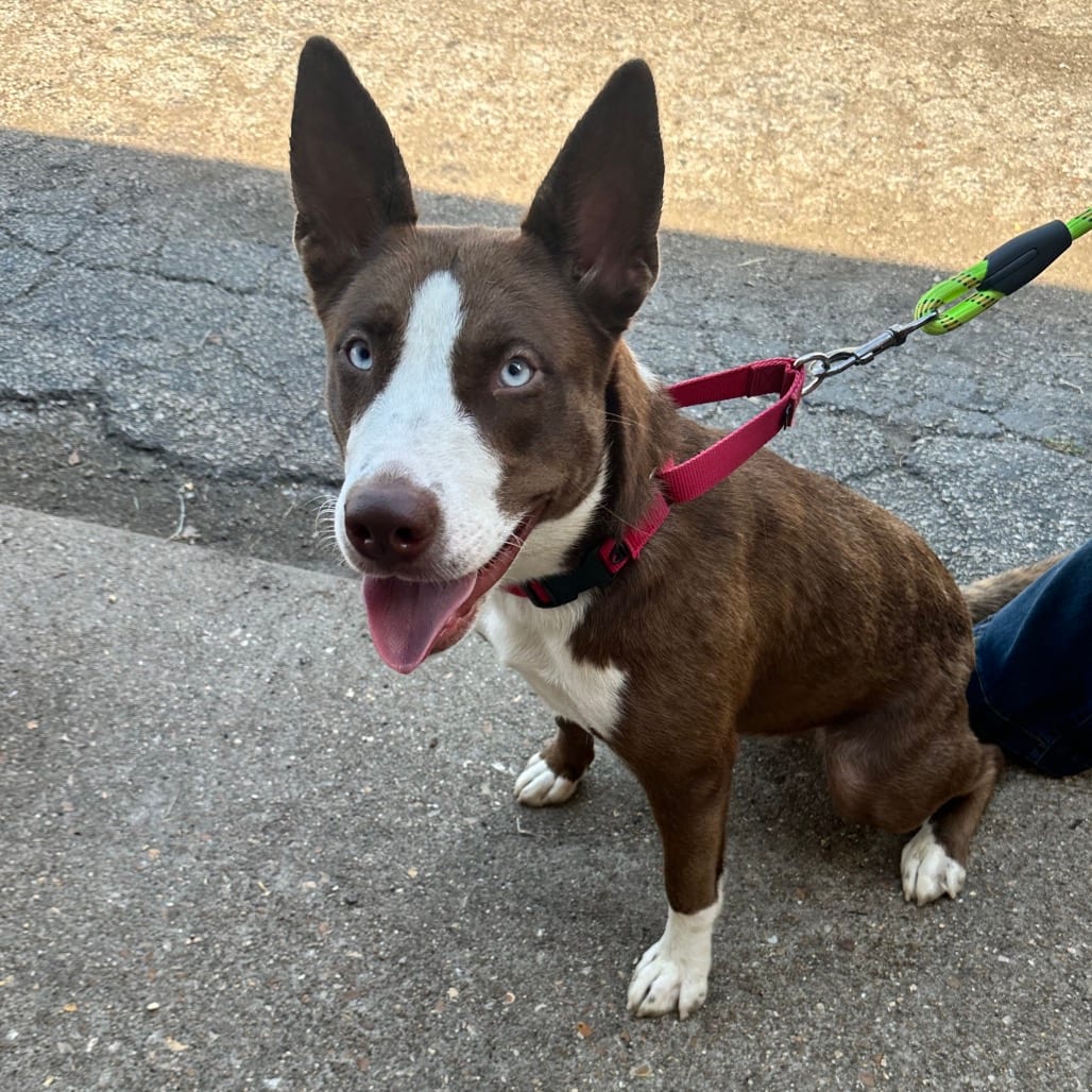 Photo of Yoko Ono K22, adoptable Mixed Breed (Medium) in Union, Missouri