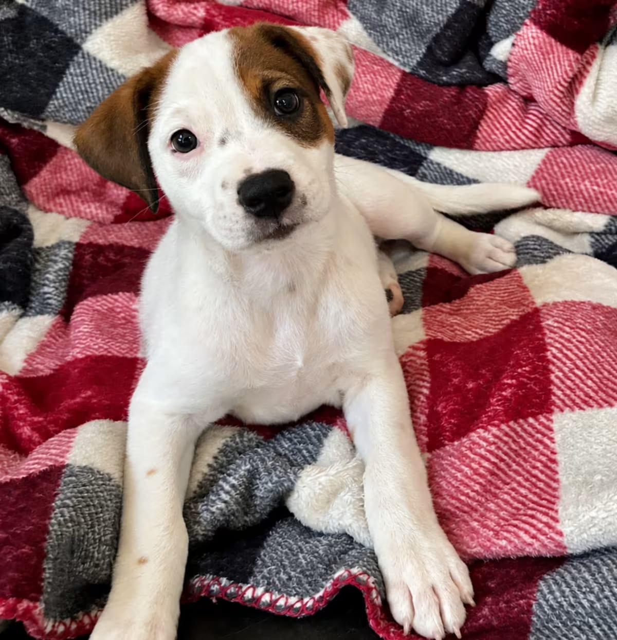 Photo of Gabby, adoptable Australian Cattle Dog/Mixed Breed (Medium) in Fort Collins, Colorado