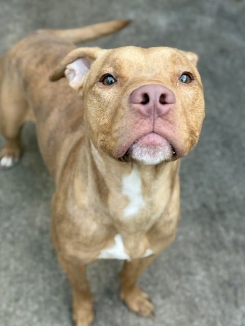 Photo of Jamaica, adoptable American Pit Bull Terrier in Chicago, Illinois