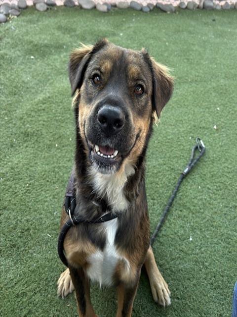 Photo of Ms Vickie, adoptable German Shepherd Dog in Phoenix, Arizona