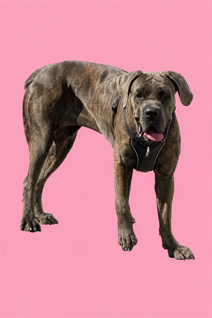 Photo of Angel, adoptable Cane Corso Mastiff in Miami, Florida