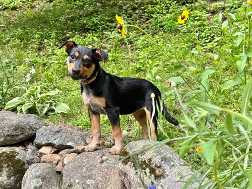Photo of Zeppelin (Rock Star Litter), adoptable German Shepherd Dog in Brewster, New York