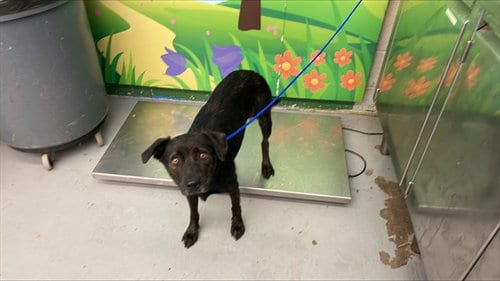 Photo of Tootsie, adoptable American Staffordshire Terrier in Waco, Texas