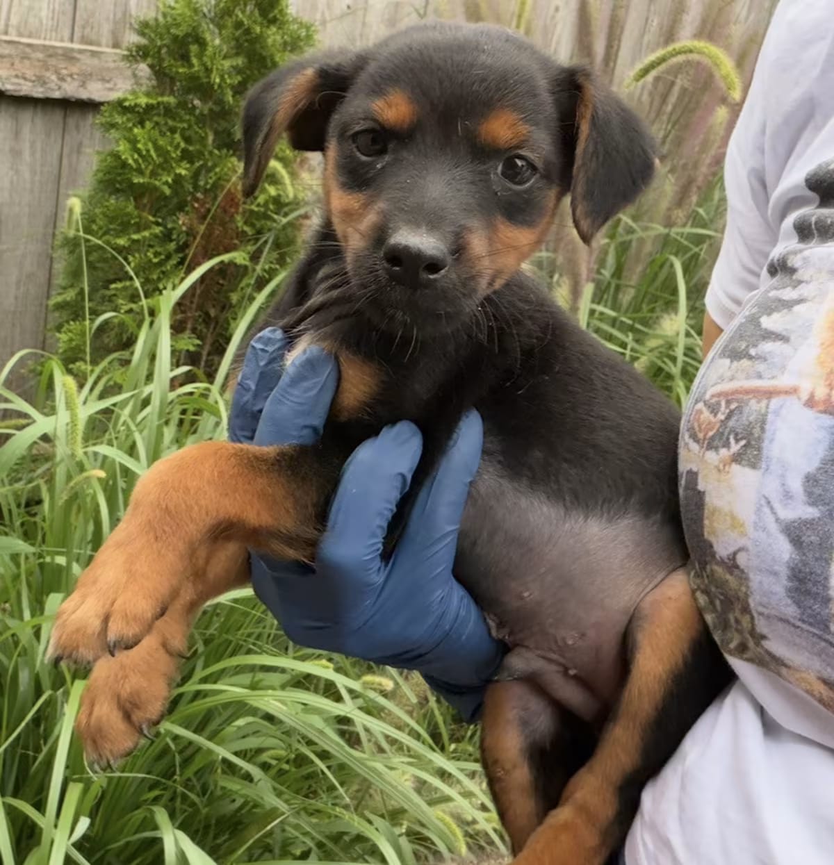 Photo of Pinni, adoptable Miniature Pinscher in Grayslake, Illinois