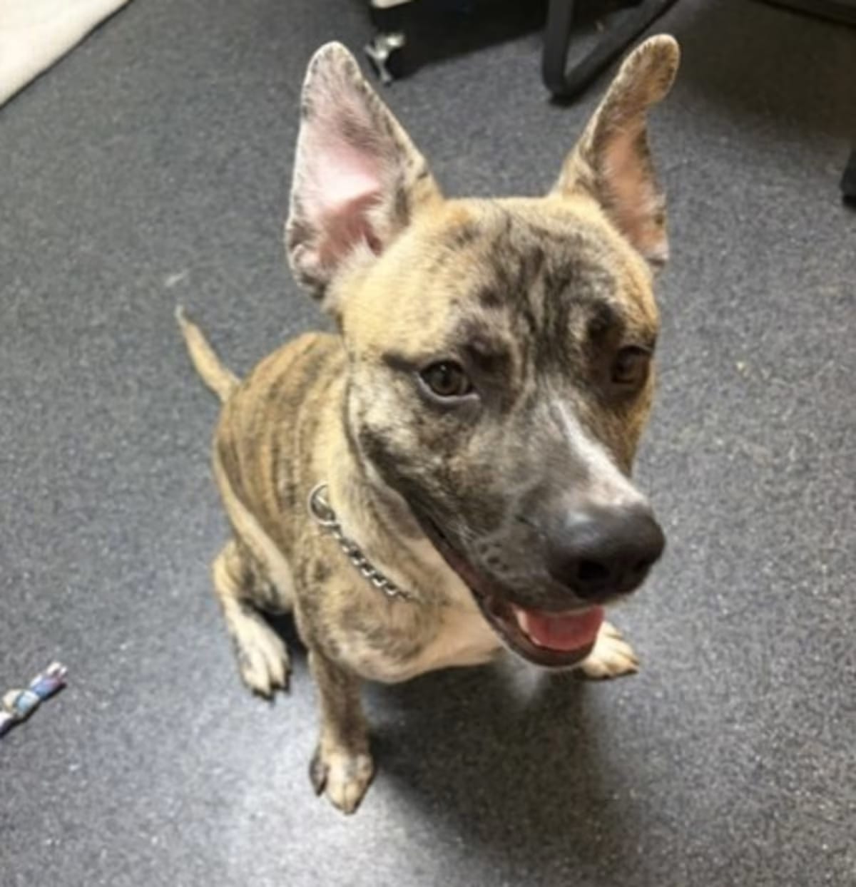 Photo of Tigger, adoptable American Pit Bull Terrier in Roseville, California