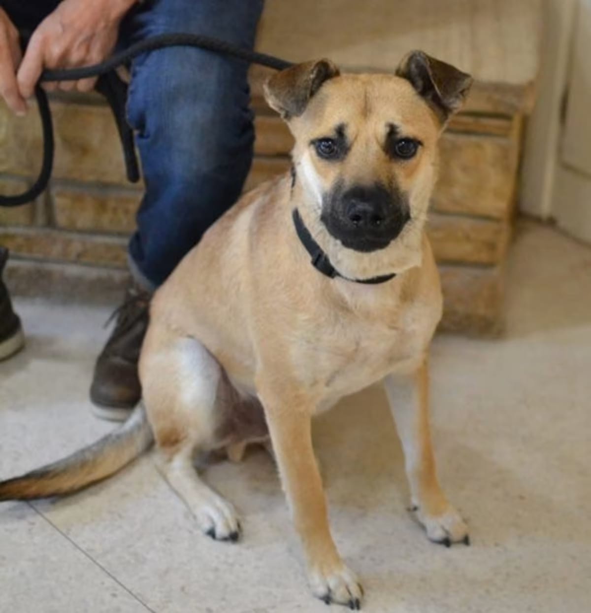 Photo of Woody, adoptable German Shepherd Dog in White Plains, New York