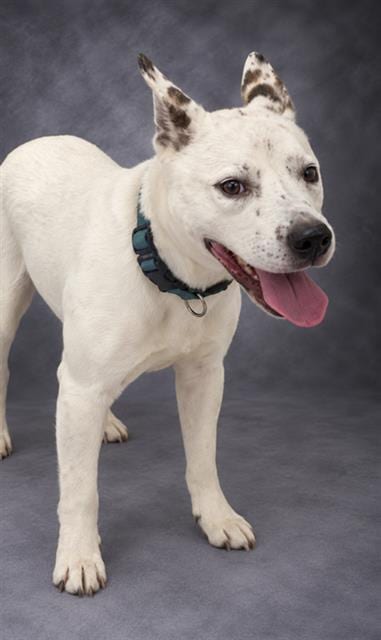 Photo of Spots, adoptable Australian Cattle Dog/Blue Heeler in Winter Haven, Florida