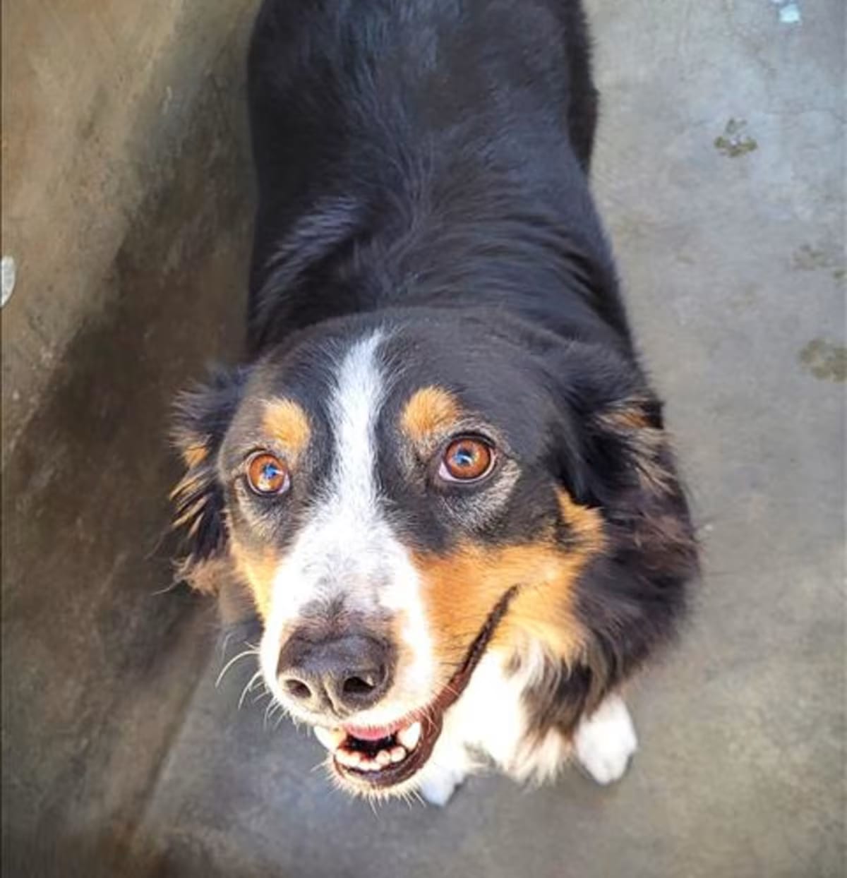 Photo of Maple, adoptable Australian Shepherd in Los Angeles, California
