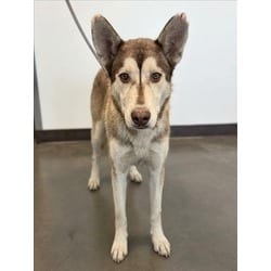 Photo of Bella, adoptable Husky in Chatsworth, California