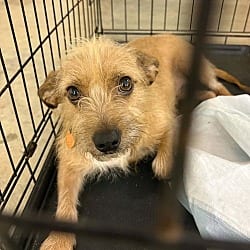 Photo of Bambi, adoptable Border Terrier Terrier (Unknown Type, Medium) in Harrison, Arkansas