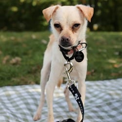 Photo of Jacob, adoptable Chihuahua in New York, New York