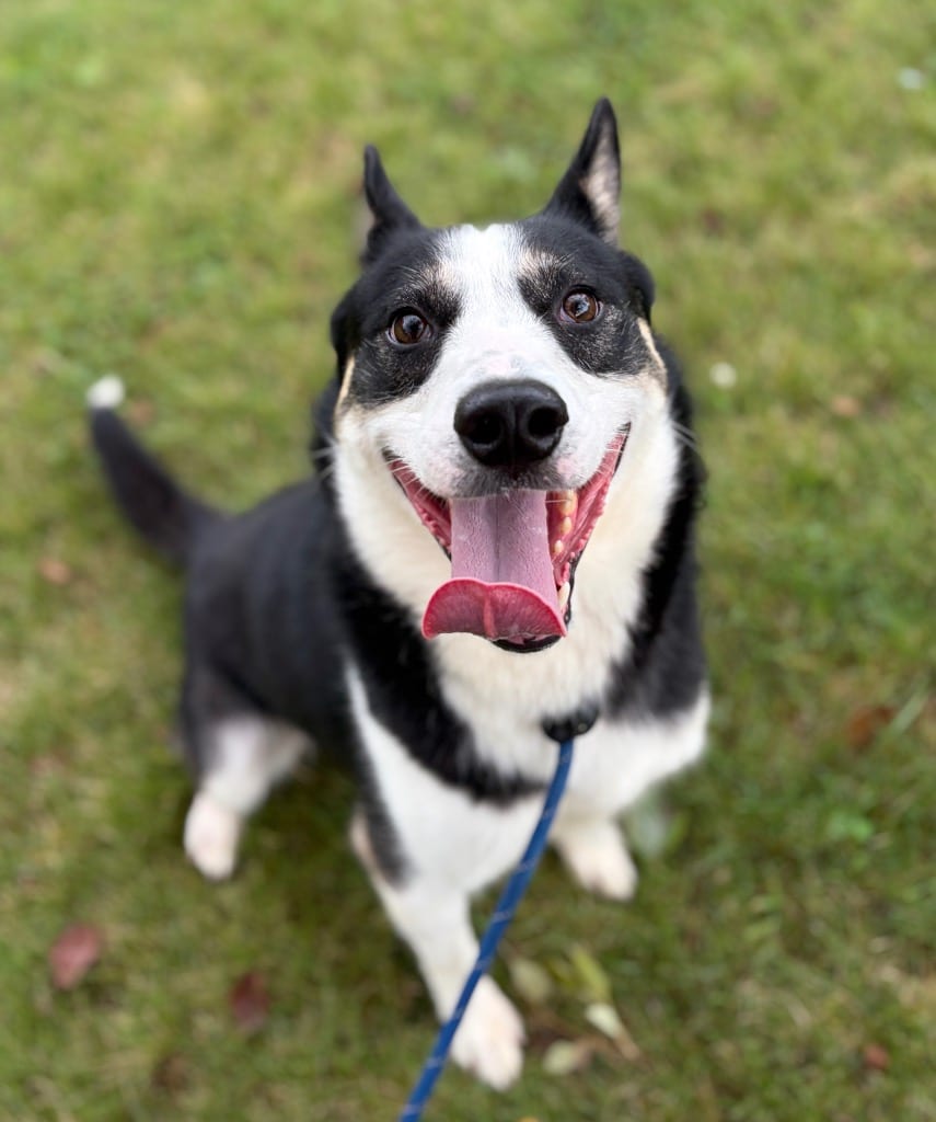 Photo of Lightning, adoptable Husky in Wintersville, Ohio