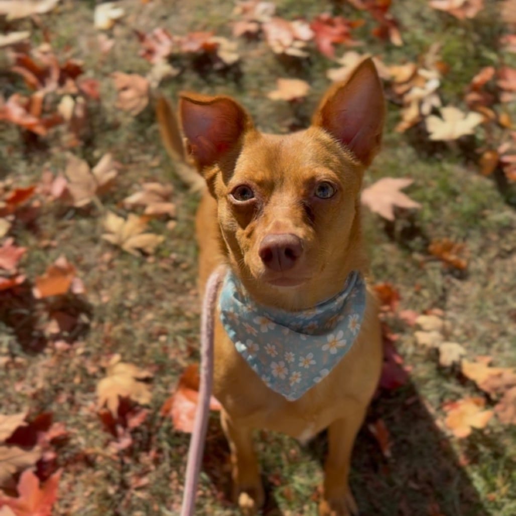 Photo of Ari, adoptable Chihuahua / Mixed Breed (Small) in Newberg, Oregon