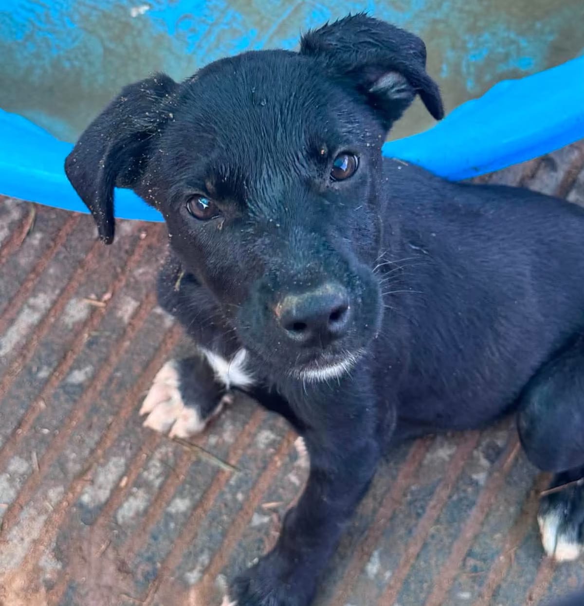 Photo of Hazel, adoptable Labrador Retriever/Mixed Breed (Medium) in CRANSTON, Rhode Island
