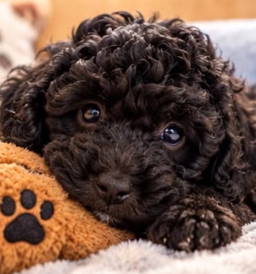 Photo of Onyx, adoptable Poodle (Miniature) in Margate, Florida