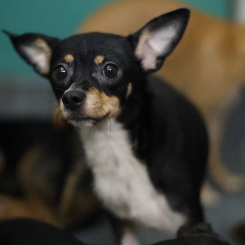 Photo of Foxy, adoptable Chihuahua in San Antonio, Texas