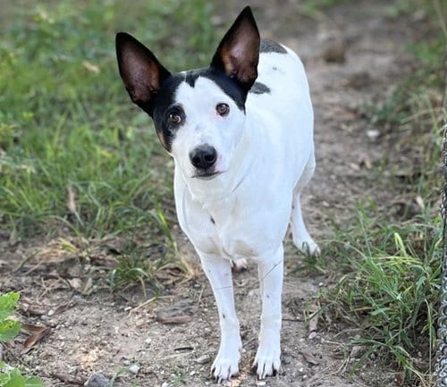Photo of Doug, adoptable Staffordshire Bull Terrier in Houston, Texas