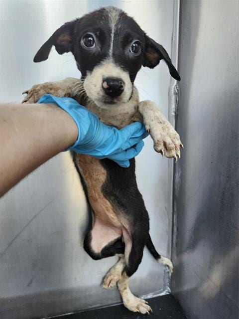 Photo of Velvet, adoptable Labrador Retriever in San Antonio, Texas