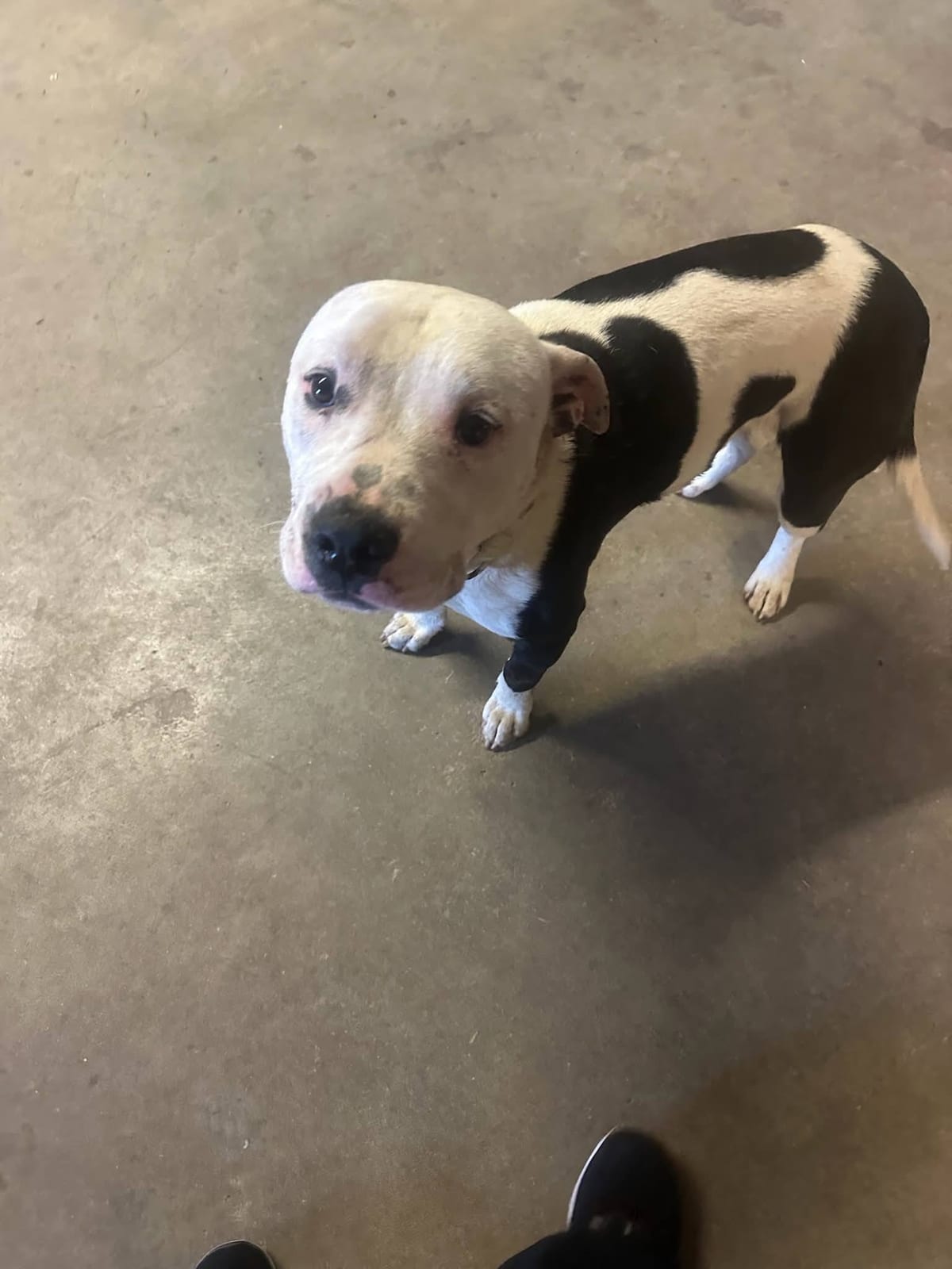 Photo of Romeo, adoptable American Pit Bull Terrier in Colorado Springs, Colorado