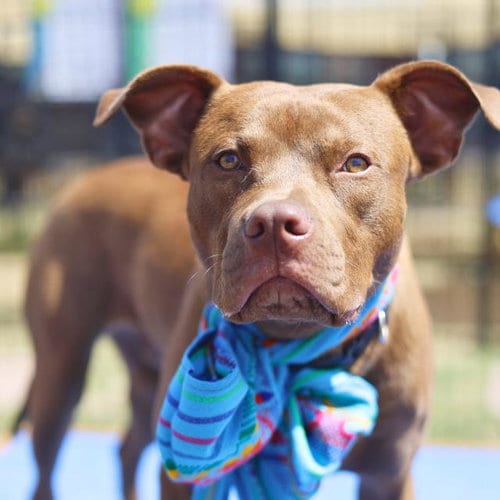 Photo of Sparky, adoptable American Staffordshire Terrier in San Antonio, Texas